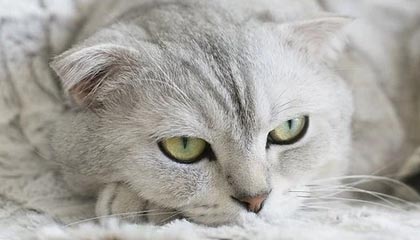 开云：让云端为生活加速的温柔力量